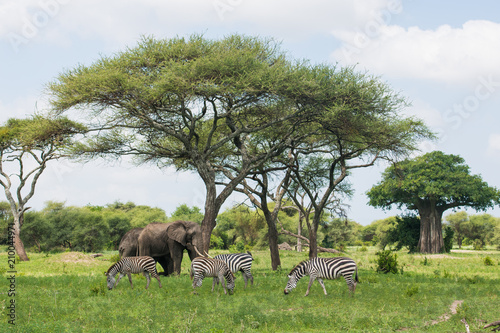 Fototapeta Naklejka Na Ścianę i Meble -  African animals in Tarangire national park