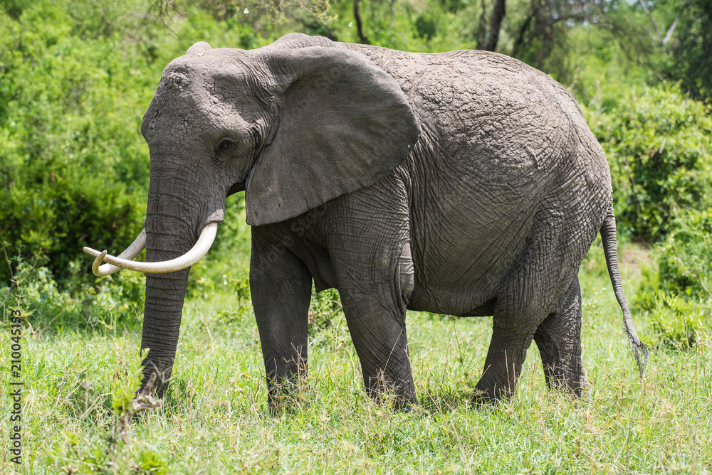 Big african  elephant with crossed tusks