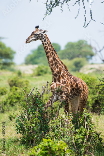 Beautiful giraffe in bushes