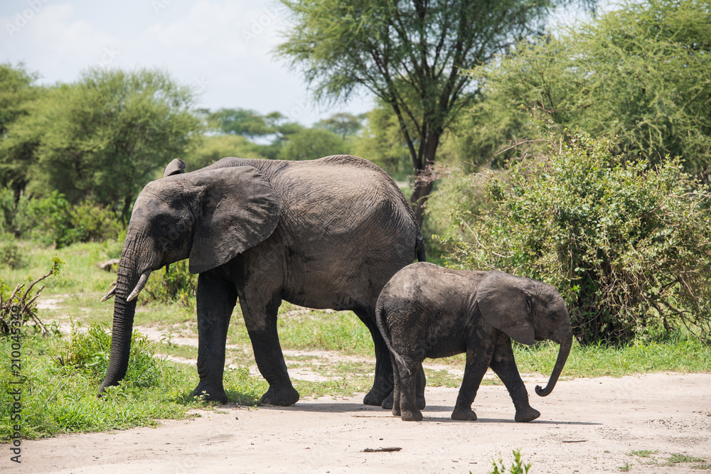 Fototapeta premium Big african elephant with small baby