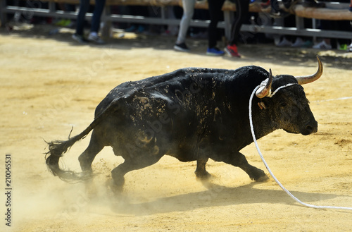 bull in spain in a traditional spectacle in bullring