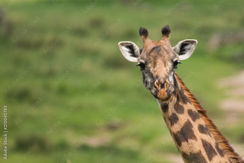 Beautiful giraffe's head on green background Beautiful giraffe's head on green background