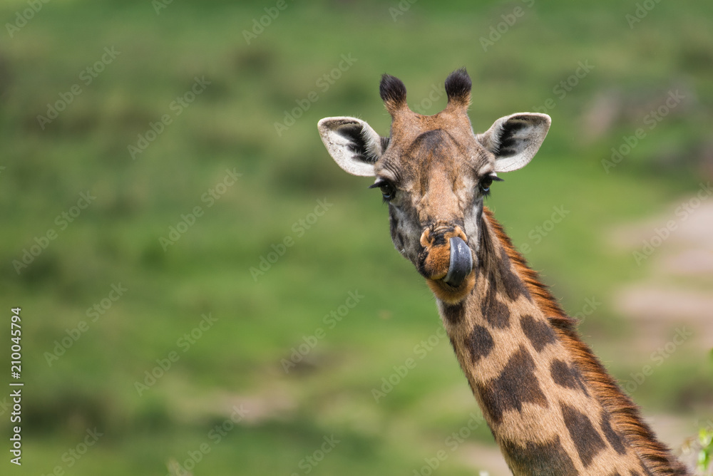 Beautiful giraffe licking nose on green background Beautiful giraffe licking nose on green background