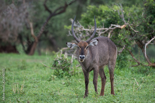 Canvas Print Male waterbuck