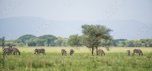 Lanscape of zebras in savannah