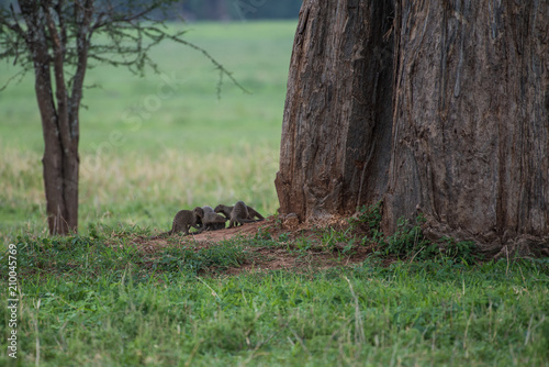 Mongooses near big tree