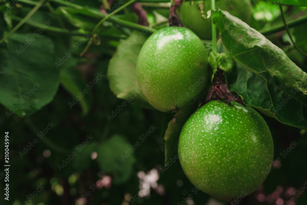 close up passion fruit on fresh green from the fruit is not cooked yet ready