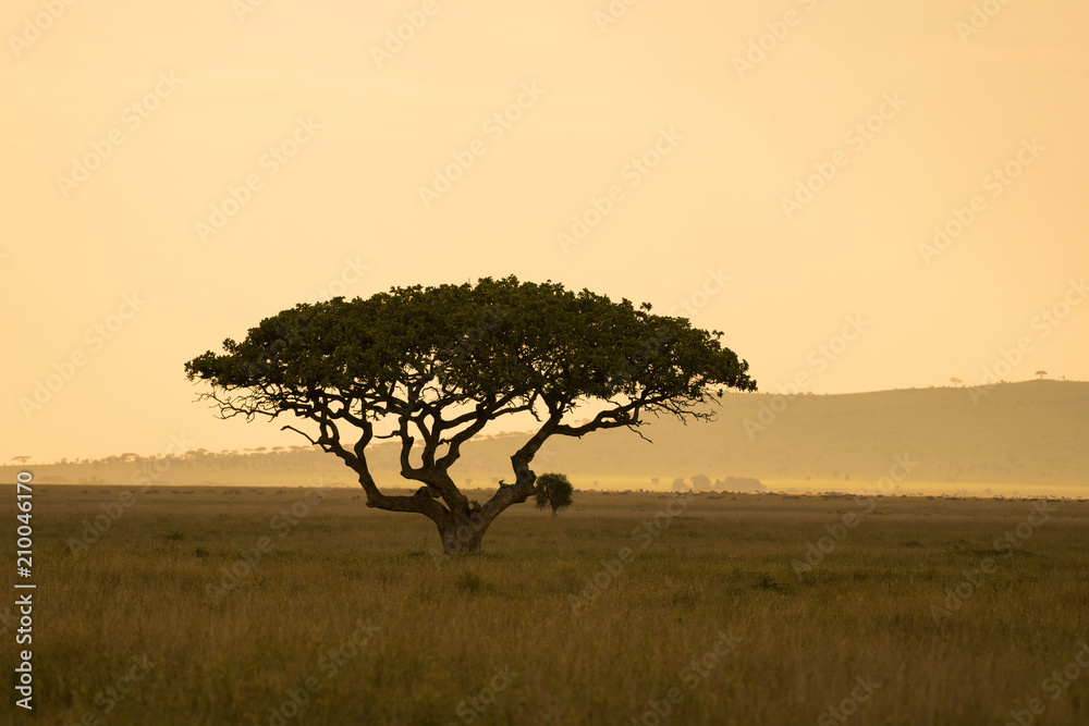 Tree in african savanna