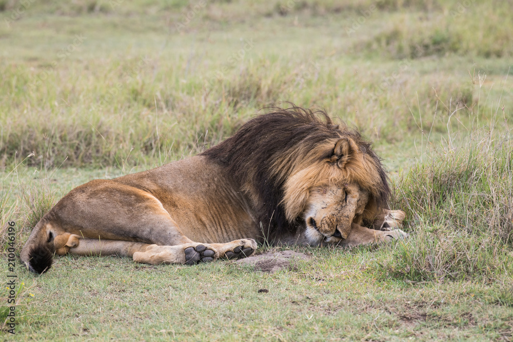 Male lion sleeping on the grass in Serengeti national park of Tanzania Male lion sleeping on the grass in Serengeti national park of Tanzania
