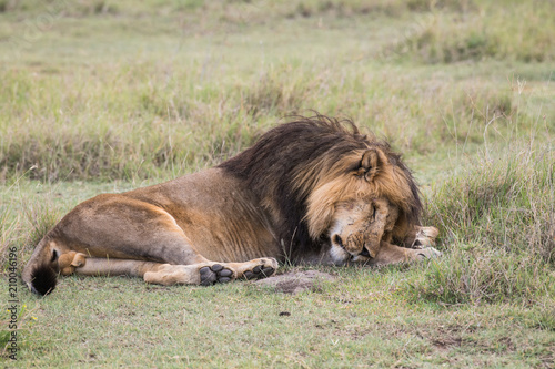 Fototapeta Naklejka Na Ścianę i Meble -  Male lion sleeping on the grass in Serengeti national park of Tanzania