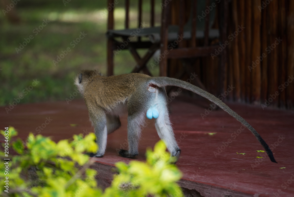 Naklejka premium Male vervet monkey with blue scrotum