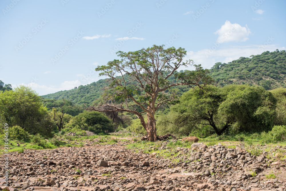 Dry river canal in Lake Manyara reserve, Tanzania