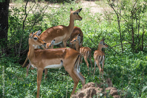 Herd of young impala (focus on the babies) © ilyaska