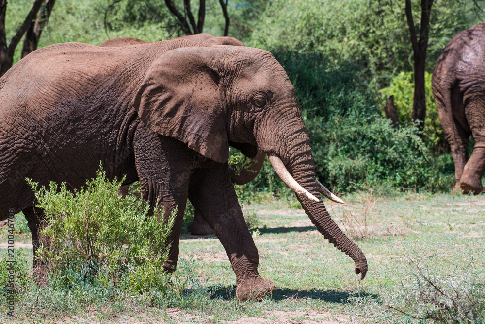 Elephant in red dust, which is protecting it's skin Elephant in red dust, which is protecting it's skin
