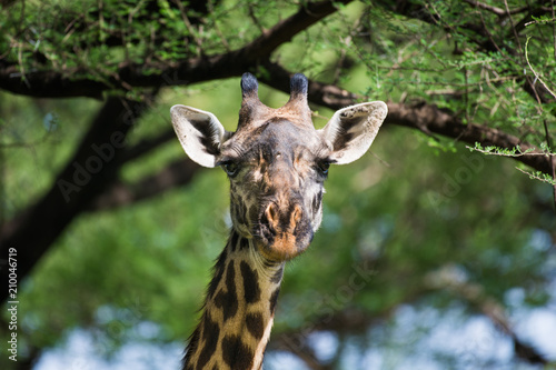 African giraffe head close-up © ilyaska