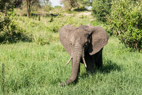 Young elephant in grass
