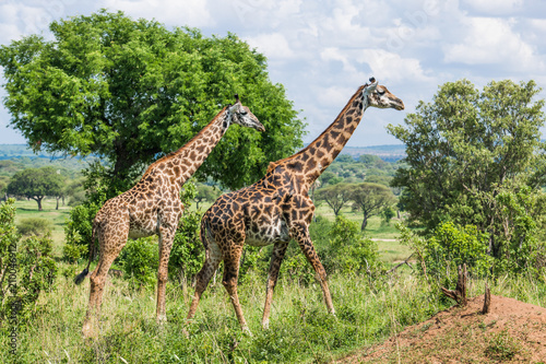 Walking giraffes