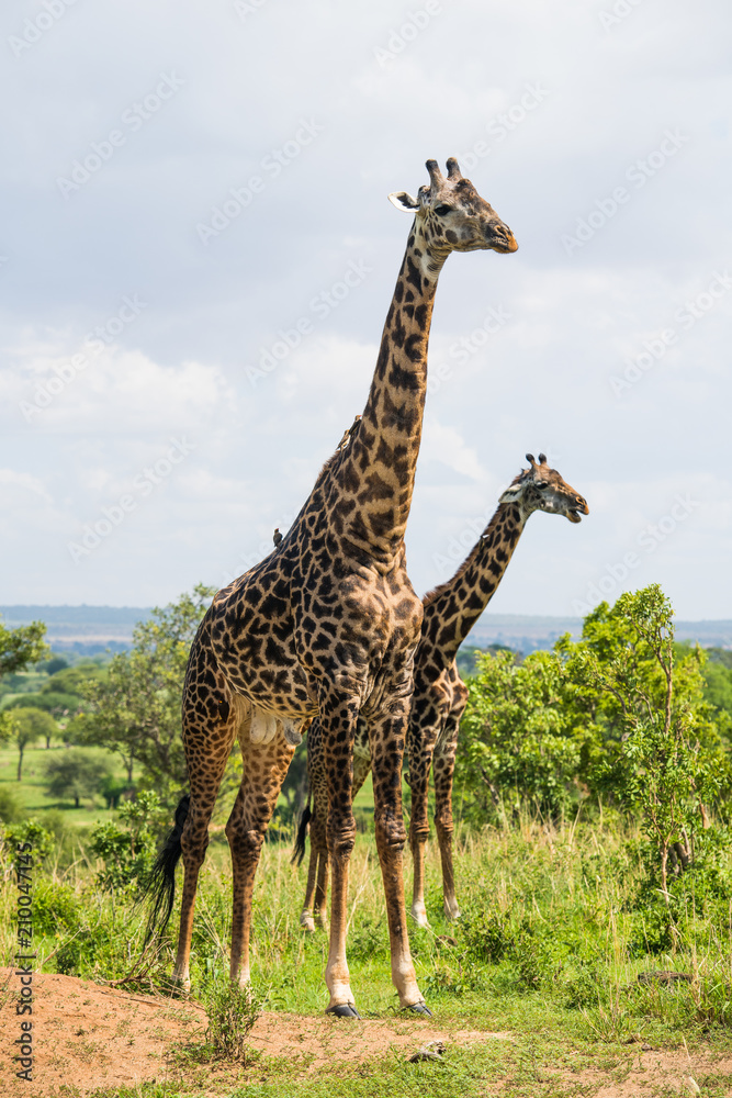Obraz premium Beautiful pair of giraffe in Africa