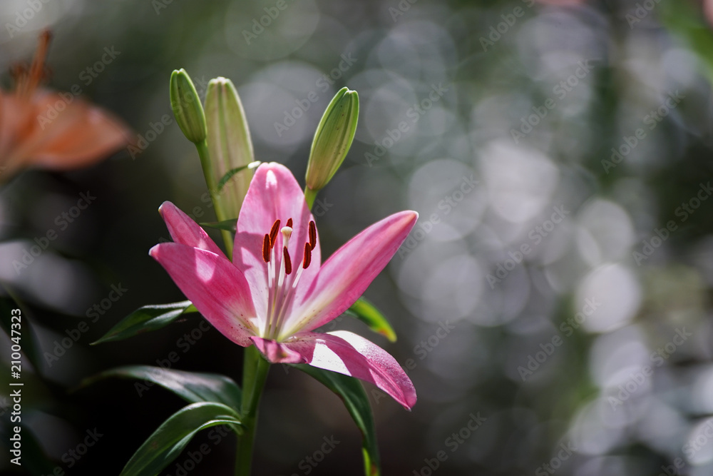 Fototapeta premium ゆりの花