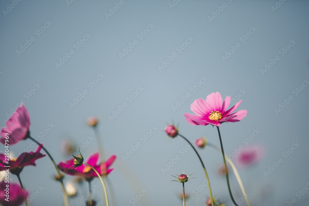 Cosmos pink flowers close up in field background vintage style