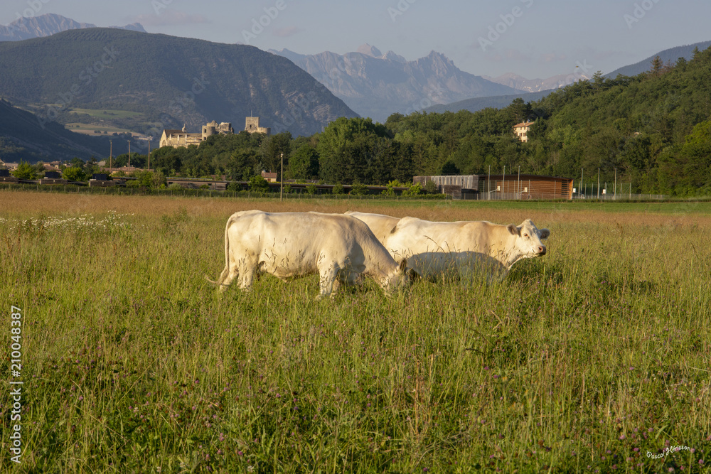 Fototapeta premium vache 8 juin 2018