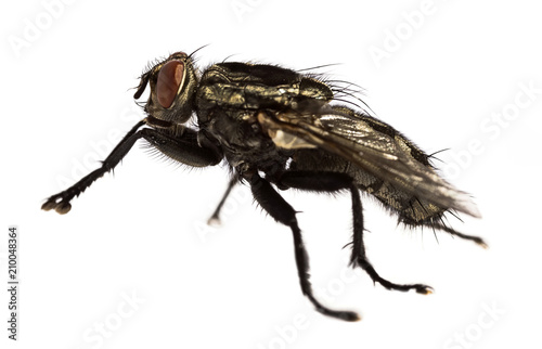 Side view flesh fly - Sarcophagidae