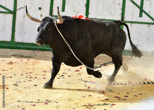 Toro en españa corriendo en arena