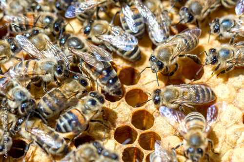 bees in the evidence on the combs eating honey