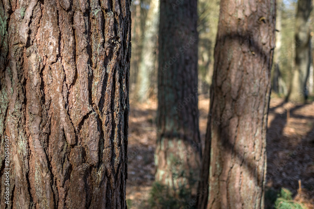 Baumstämme von Kiefern im Wald