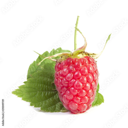 one ripe juicy red berry of fragrant raspberry vertically