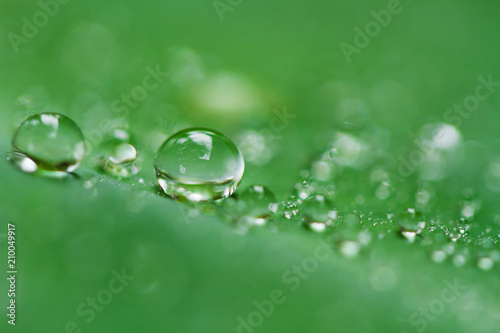 Rain drops on tropical leaf. Concept freshness, season, beauty care, environment