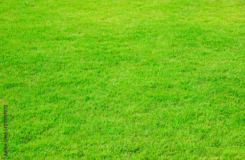 green grass natural background texture