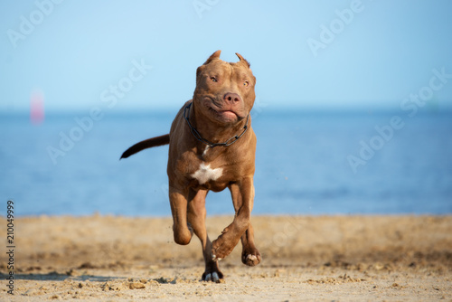 happy american pit bull terrier dog running on the beach