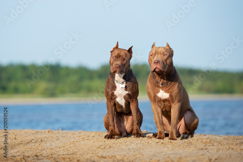 Canvas Print two american pit bull terrier dogs sitting together on the beach
