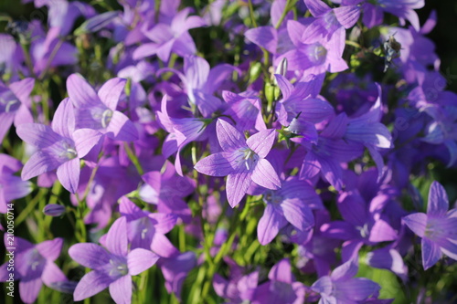Flower of Campanula patula spreading bellflower in bloom on the meadow