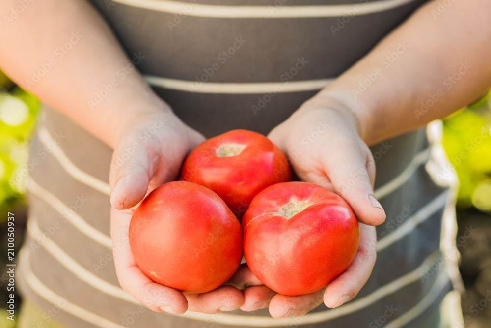 farmer's hand exhibition of Italian red tomatoes has just taken from his land. Concept: agriculture, tomato, nature farmer's hand exhibition of Italian red tomatoes has just taken from his land. Concept: agriculture, tomato, nature