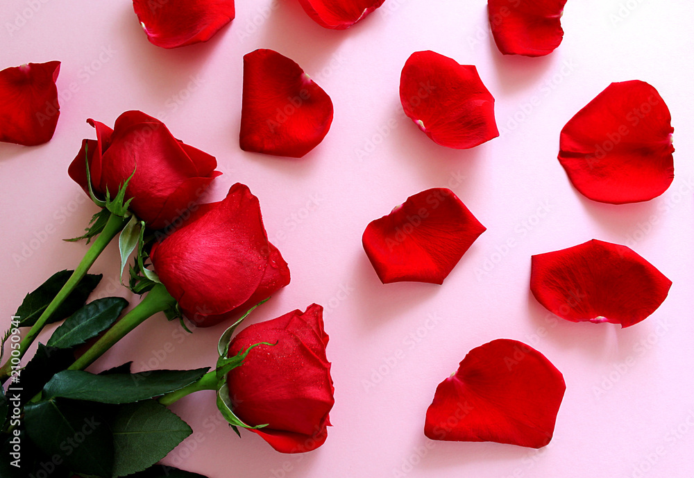 three beautiful red roses lying on the table three beautiful red roses lying on the table
