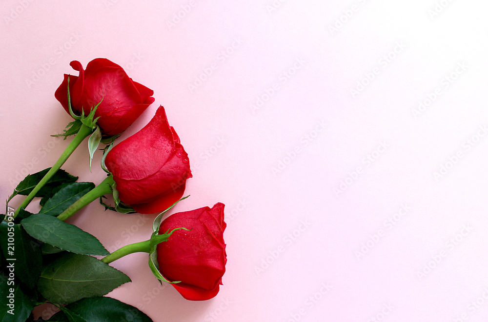 Fototapeta three beautiful red roses lying on the table
