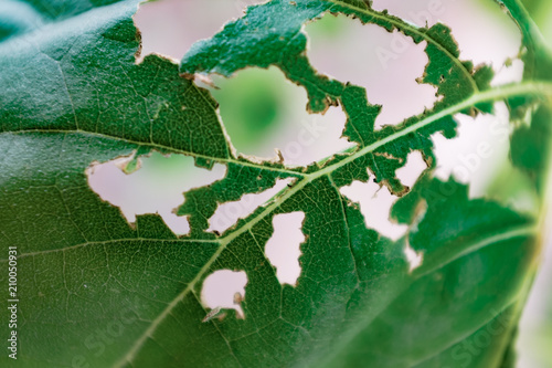 Insect eaten garden leaf