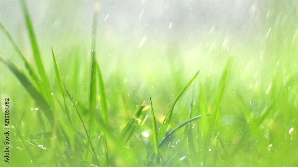 Grass with rain drops. Watering lawn. Blurred grass background with water drops closeup. Nature. Environment concept. Slow motion 4K UHD video 3840X2160