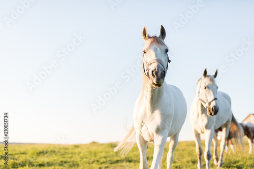 Two white horses trotting ahead on the green grass field.