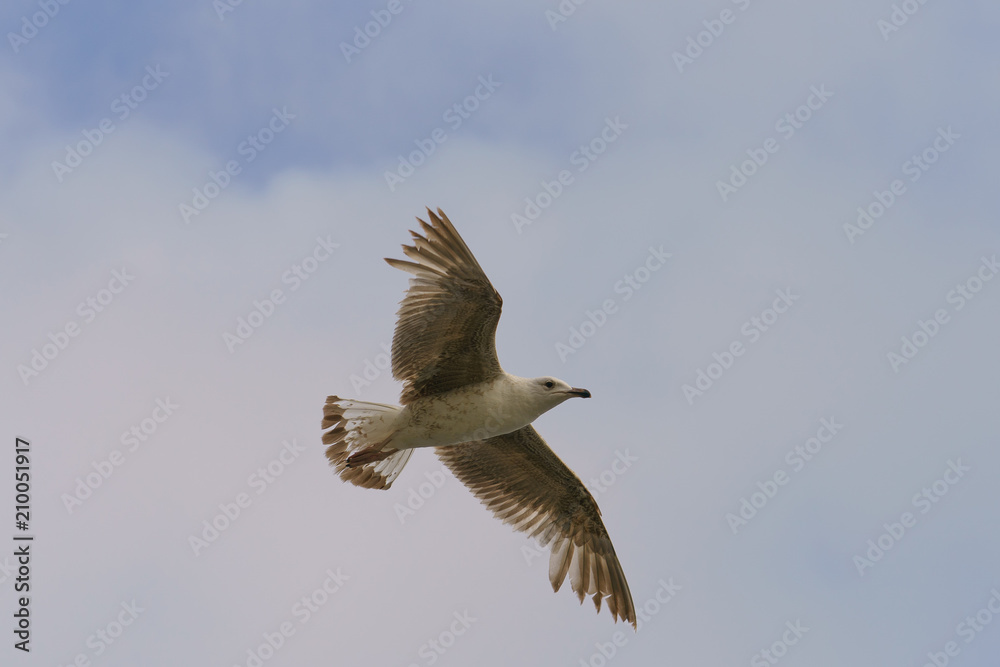 A seagull hovering over the ocean A seagull hovering over the ocean