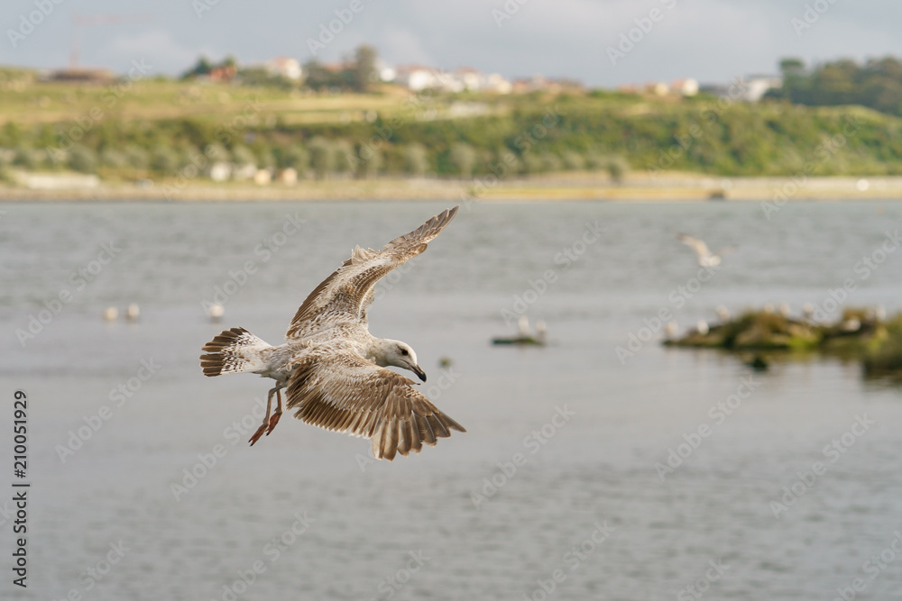 A seagull hovering over the river