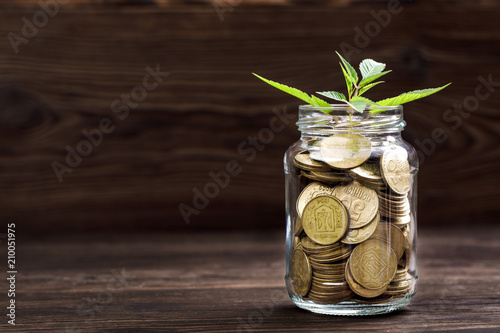 Plant growing in coins glass jar for money