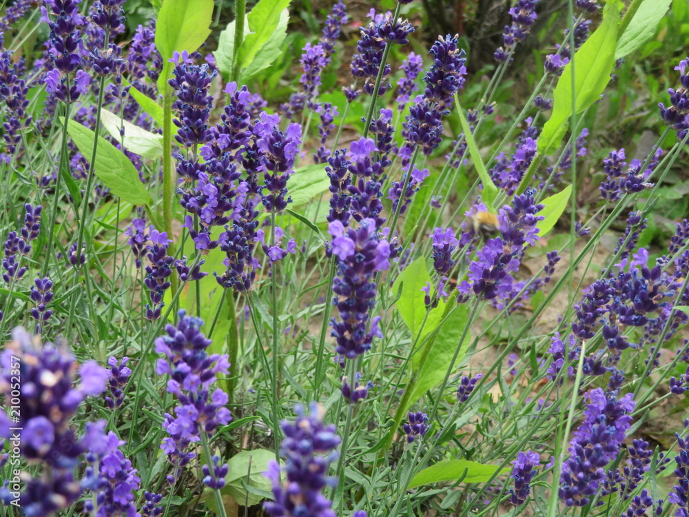 Fototapeta premium Lavendel