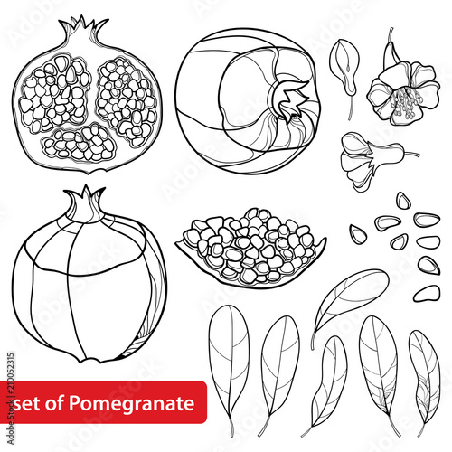 Vector set of outline Pomegranate half and whole fruit, ornate flower, leaf and seed in black isolated on white background. Drawing of ripe Pomegranate in contour for summer design or coloring book.