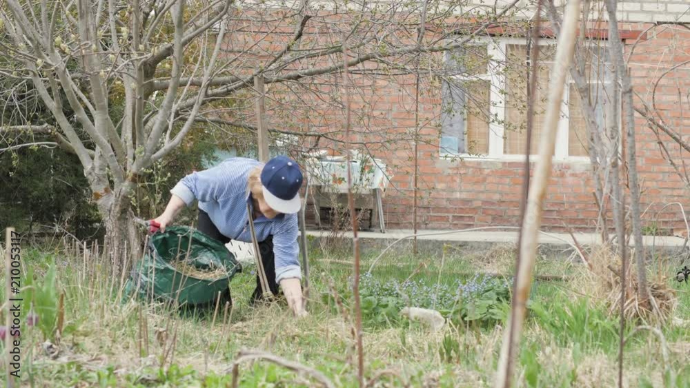 Gardener woman cleaning old grass from flowerbed in garden backyard