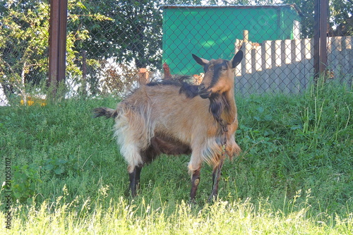 the goat grazes in the field photo