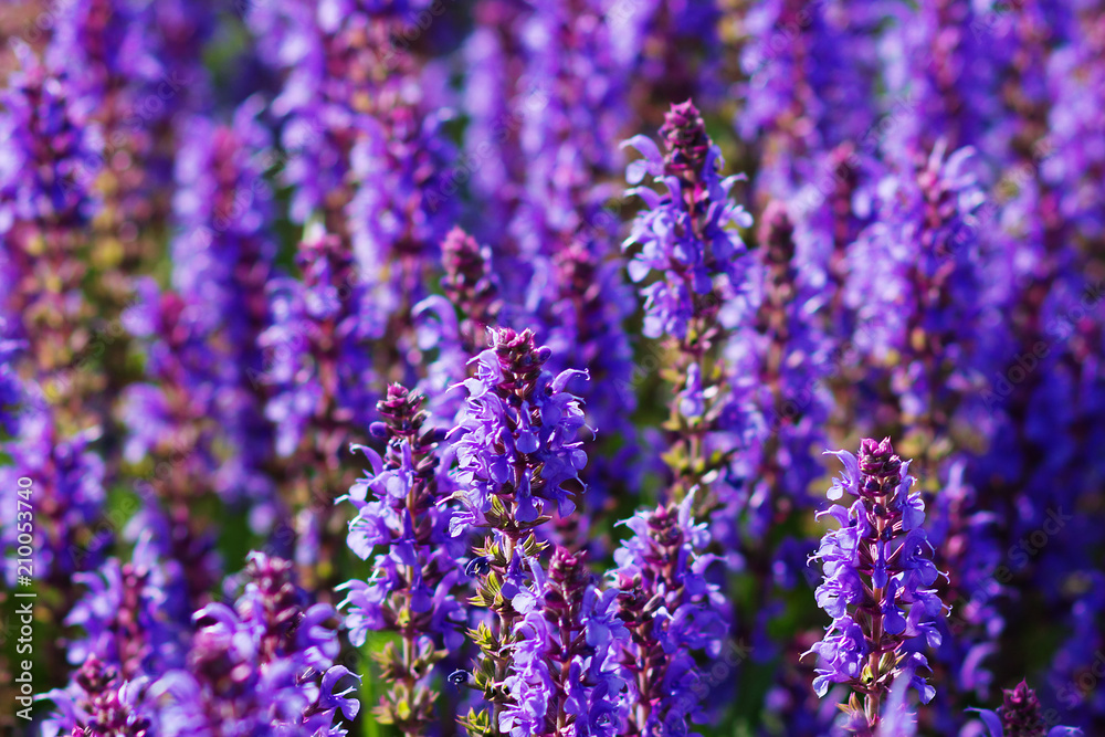 Naklejka premium Herbata Ivan, fireweed, fioletowe kwiaty, tło