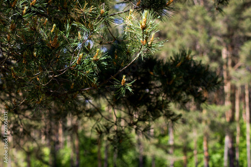 coniferous tree branch in the background of the forest